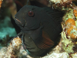 Cirripectes castaneus